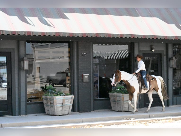 American Paint Horse Castrone 11 Anni Pezzato in Grandview