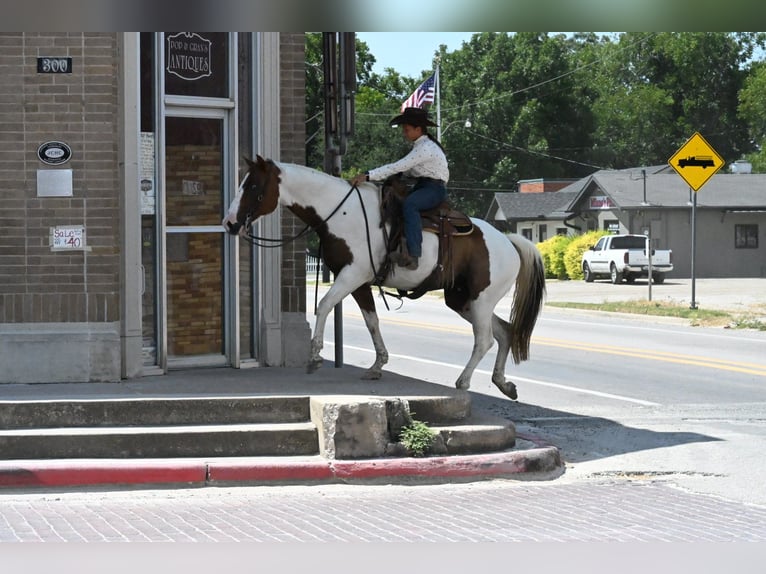 American Paint Horse Castrone 11 Anni Pezzato in Grandview