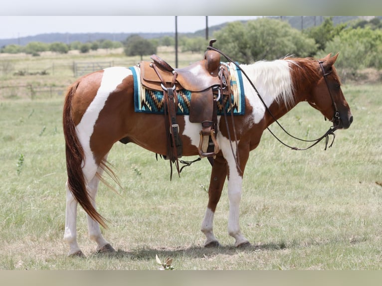 American Paint Horse Castrone 11 Anni Pezzato in Mineral Wells