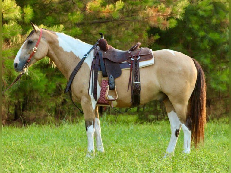 American Paint Horse Castrone 12 Anni 147 cm Pelle di daino in Willis Point TX