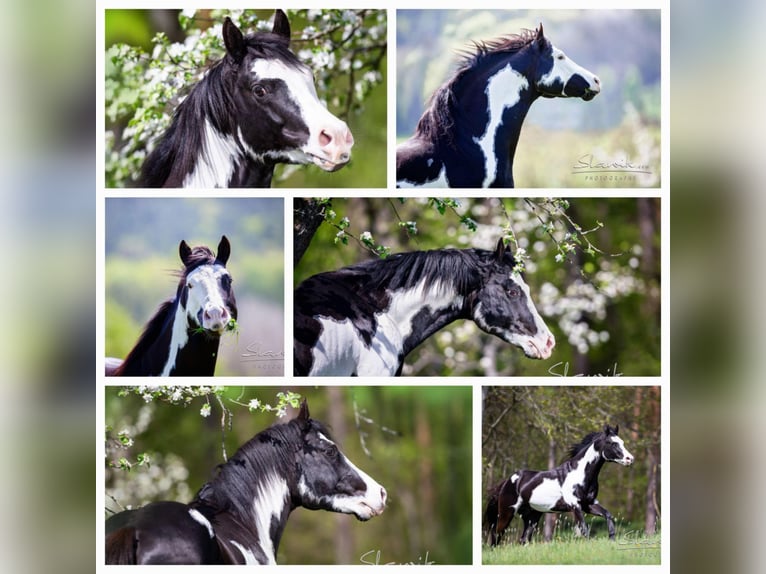 American Paint Horse Castrone 12 Anni 150 cm Overo-tutti i colori in Kleinwallstadt