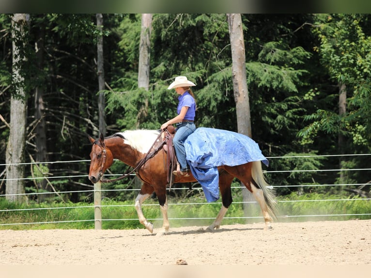 American Paint Horse Castrone 12 Anni 152 cm Pezzato in Clarion