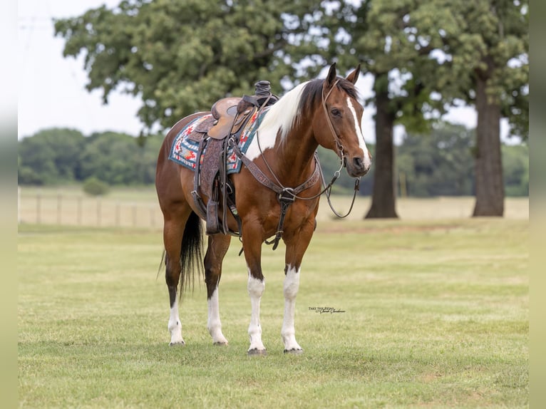 American Paint Horse Castrone 12 Anni 152 cm Pezzato in Madill