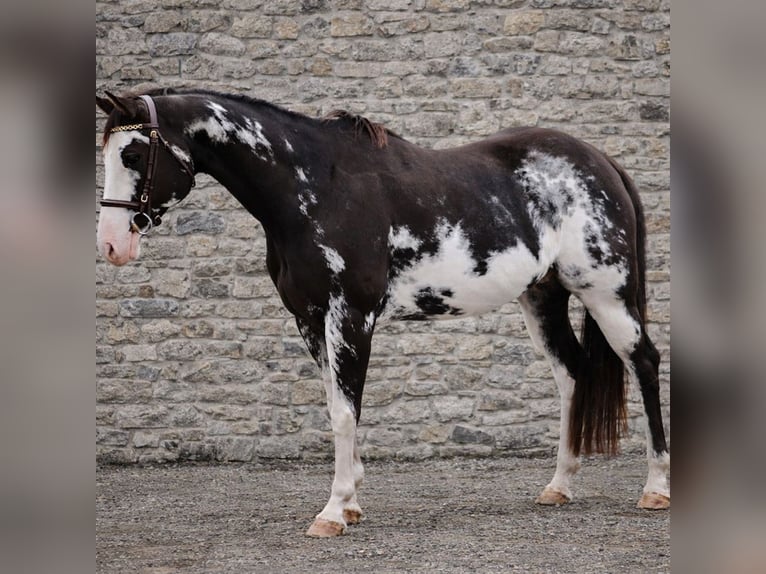 American Paint Horse Castrone 12 Anni 154 cm Overo-tutti i colori in Putten