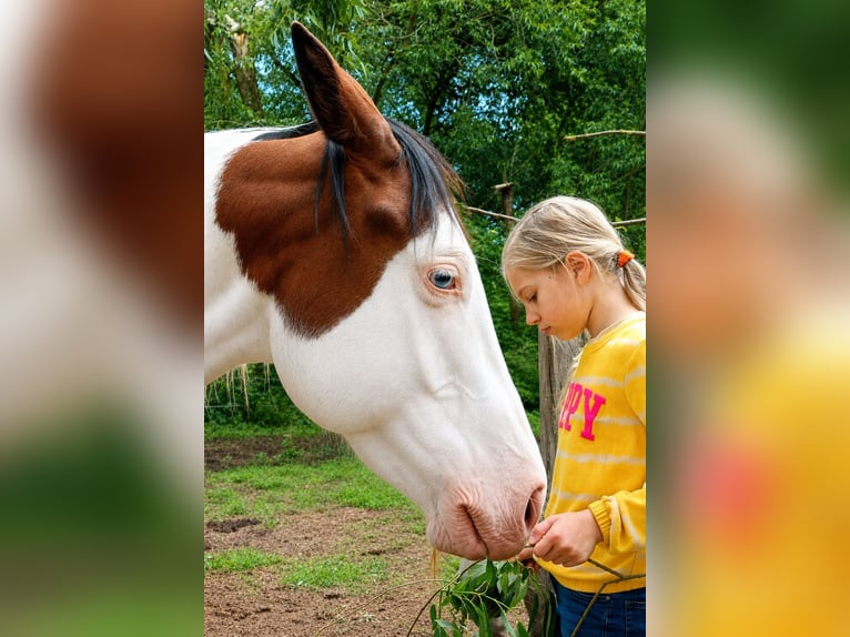 American Paint Horse Castrone 12 Anni 154 cm Tovero-tutti i colori in Frohburg