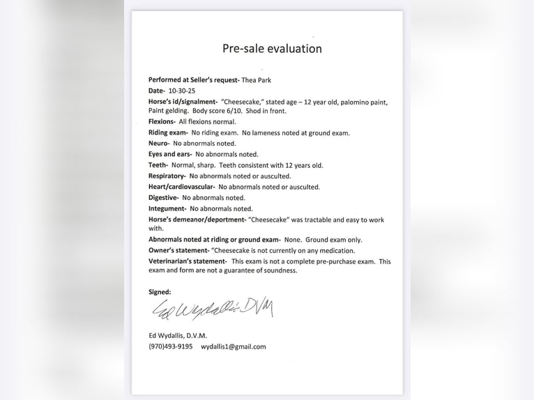 American Paint Horse Castrone 12 Anni 155 cm Palomino in Fort Collins