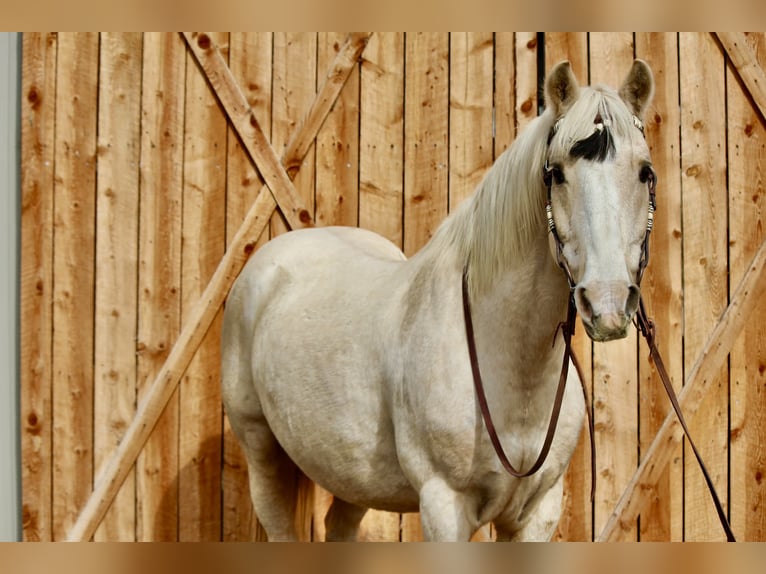 American Paint Horse Castrone 12 Anni 155 cm Palomino in Fort Collins