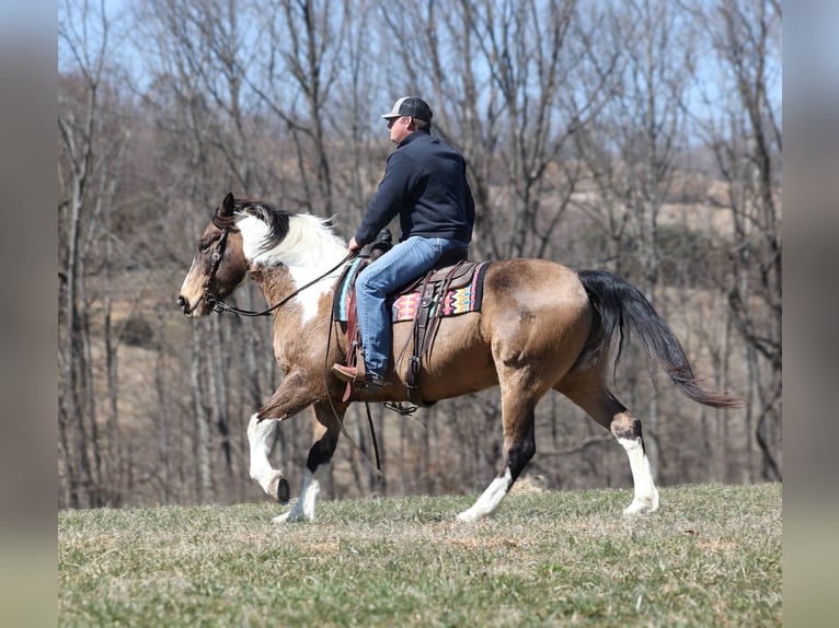 American Paint Horse Castrone 12 Anni 155 cm Pelle di daino in Brodhead, KY