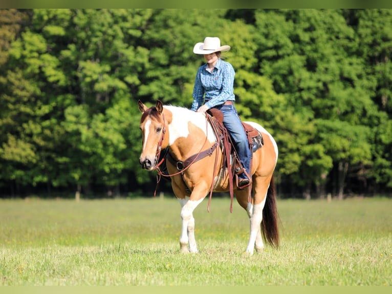 American Paint Horse Castrone 12 Anni 155 cm Pezzato in Clarion