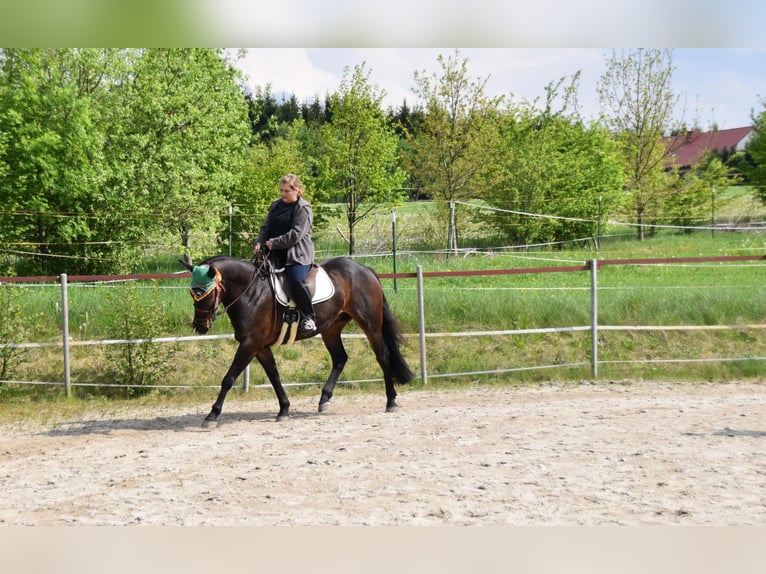 American Paint Horse Castrone 12 Anni 156 cm Baio in Selb