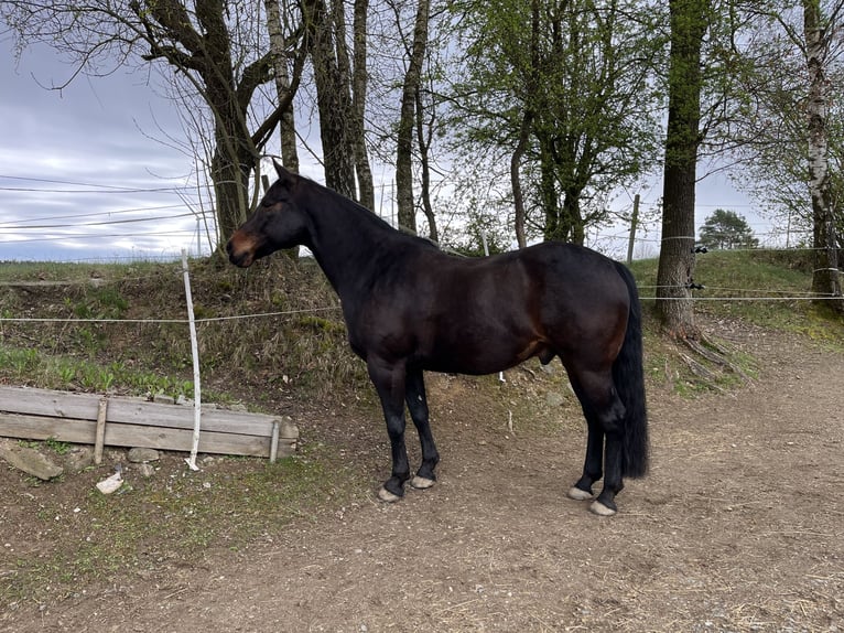American Paint Horse Castrone 12 Anni 156 cm Baio in Selb
