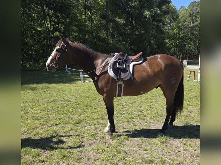 American Paint Horse Castrone 12 Anni 157 cm Overo-tutti i colori in Susan