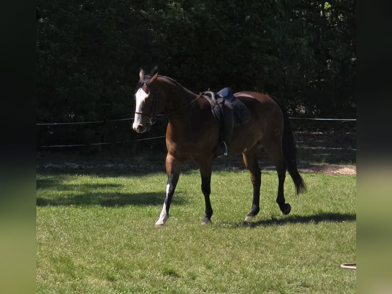 American Paint Horse Castrone 12 Anni 157 cm Overo-tutti i colori in Susan