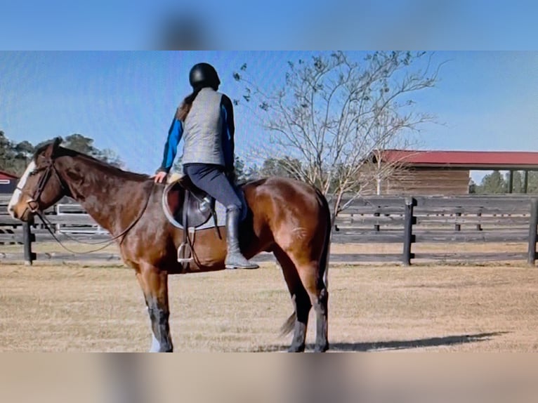 American Paint Horse Castrone 12 Anni 157 cm Overo-tutti i colori in Susan