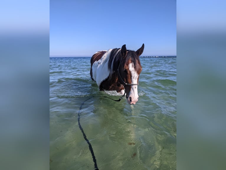 American Paint Horse Castrone 12 Anni 158 cm Baio in Satow