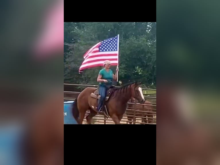 American Paint Horse Castrone 12 Anni 168 cm Baio ciliegia in Weatherford