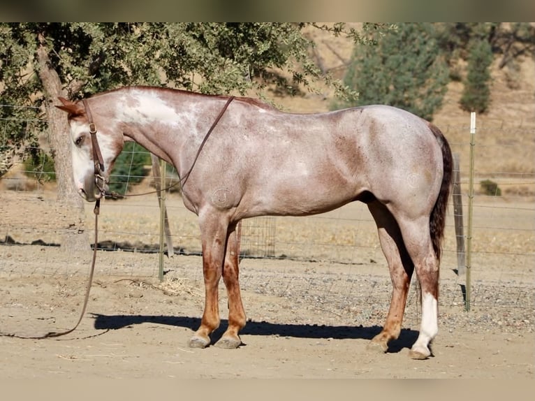 American Paint Horse Castrone 12 Anni Overo-tutti i colori in Tres Pinos