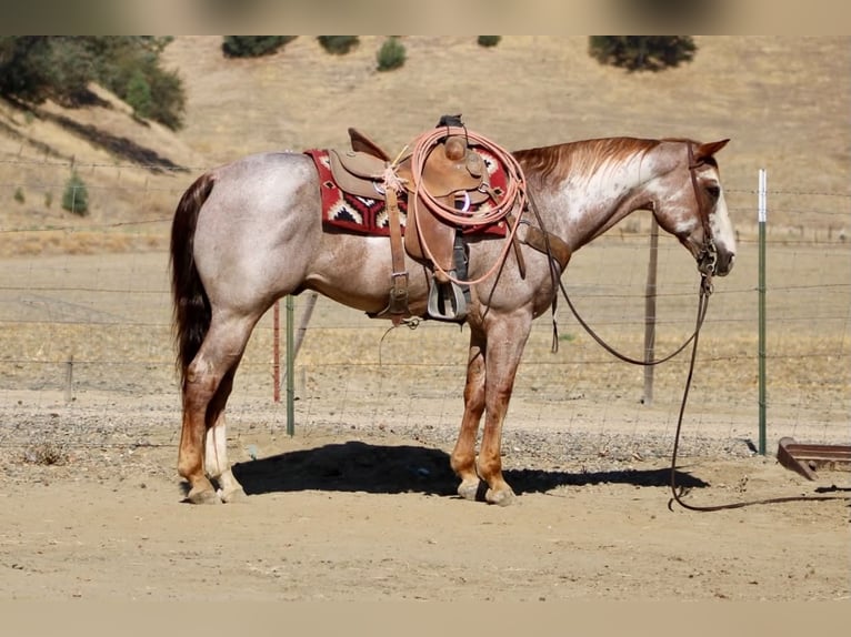 American Paint Horse Castrone 12 Anni Overo-tutti i colori in Tres Pinos