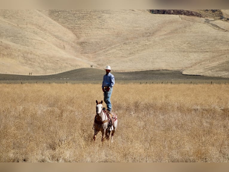 American Paint Horse Castrone 12 Anni Overo-tutti i colori in Tres Pinos