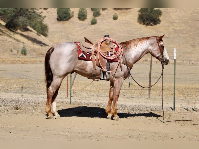 American Paint Horse Castrone 12 Anni Overo-tutti i colori in Tres Pinos