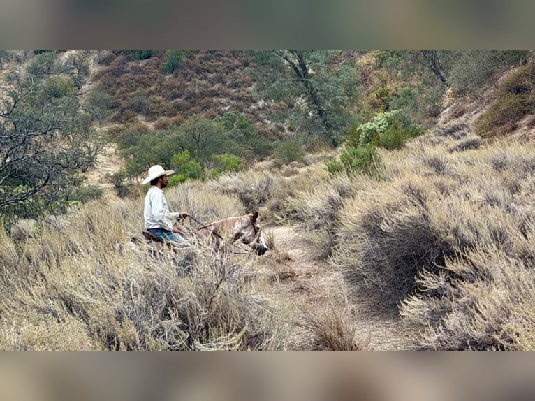 American Paint Horse Castrone 12 Anni Overo-tutti i colori in Tres Pinos