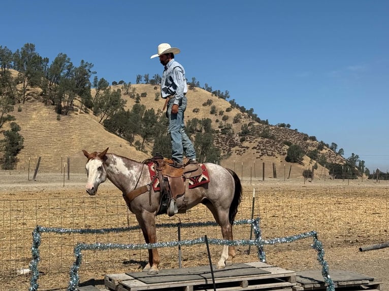 American Paint Horse Castrone 12 Anni Overo-tutti i colori in Tres Pinos