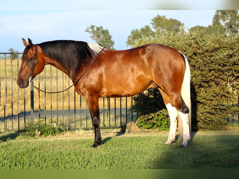 American Paint Horse Castrone 12 Anni Tobiano-tutti i colori in Pleasant Grove CA
