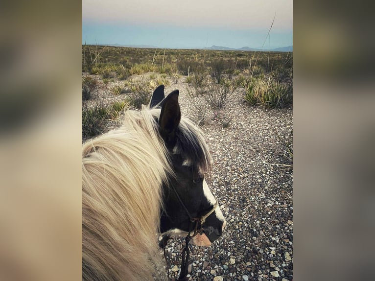 American Paint Horse Castrone 13 Anni 132 cm Tobiano-tutti i colori in Canton TX