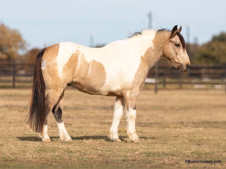 American Paint Horse Castrone 13 Anni 137 cm Pelle di daino in weatherford TX