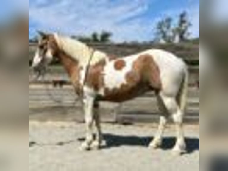 American Paint Horse Castrone 13 Anni 142 cm Tobiano-tutti i colori in Bitterwater CA
