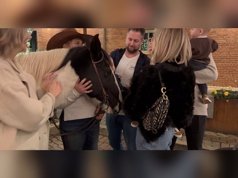 American Paint Horse Castrone 13 Anni 145 cm Tobiano-tutti i colori in Weatherford TX