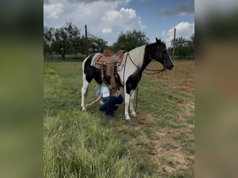 American Paint Horse Castrone 13 Anni 147 cm Pezzato in Springtown