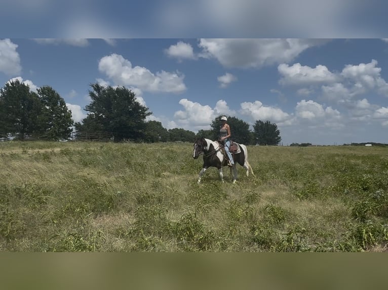 American Paint Horse Castrone 13 Anni 147 cm Pezzato in Springtown