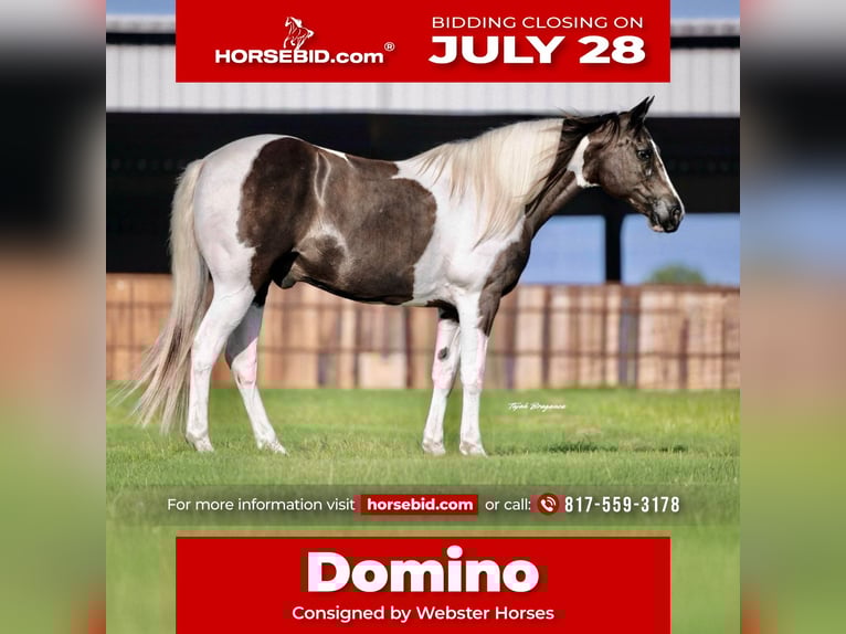 American Paint Horse Castrone 13 Anni 147 cm Pezzato in Springtown