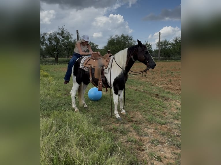 American Paint Horse Castrone 13 Anni 147 cm Pezzato in Springtown