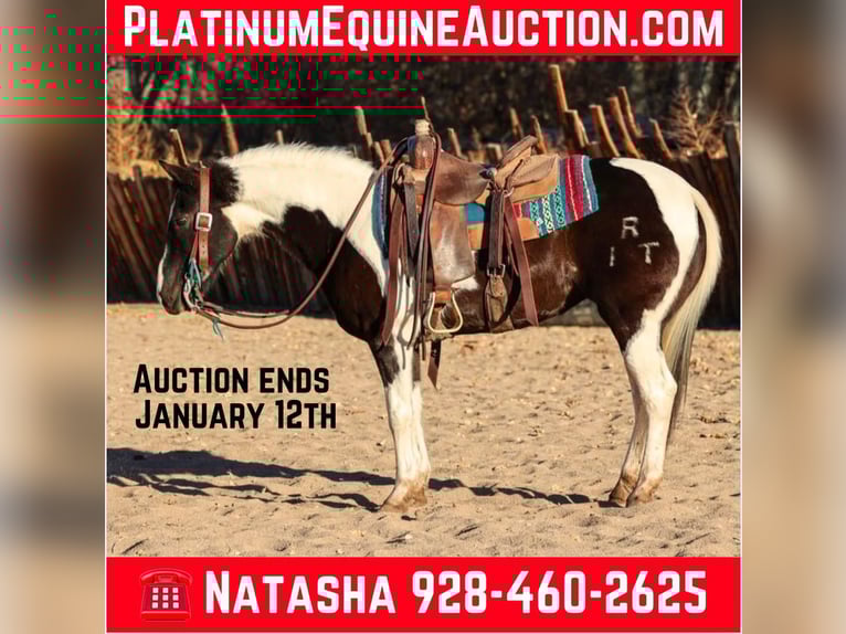 American Paint Horse Castrone 13 Anni 147 cm Tobiano-tutti i colori in Camp Verde AZ