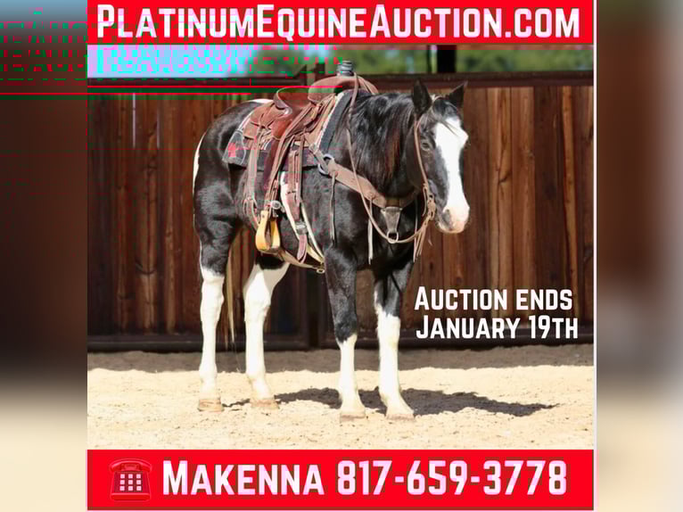 American Paint Horse Castrone 13 Anni 150 cm Morello in Lipan TX