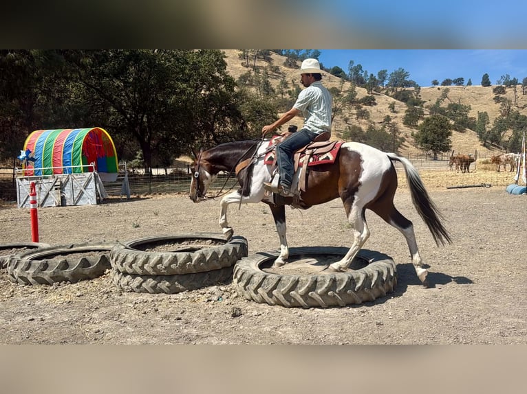 American Paint Horse Castrone 13 Anni 152 cm Tobiano-tutti i colori in Tres Pinos