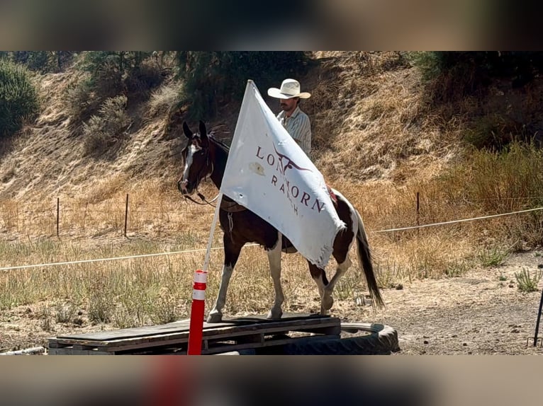 American Paint Horse Castrone 13 Anni 152 cm Tobiano-tutti i colori in Tres Pinos