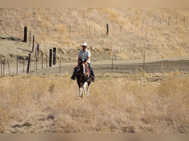 American Paint Horse Castrone 13 Anni 152 cm Tobiano-tutti i colori in Tres Pinos