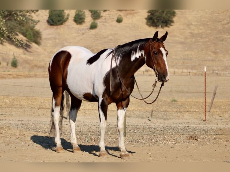 American Paint Horse Castrone 13 Anni 152 cm Tobiano-tutti i colori in Tres Pinos