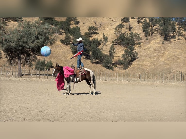 American Paint Horse Castrone 13 Anni 152 cm Tobiano-tutti i colori in Tres Pinos