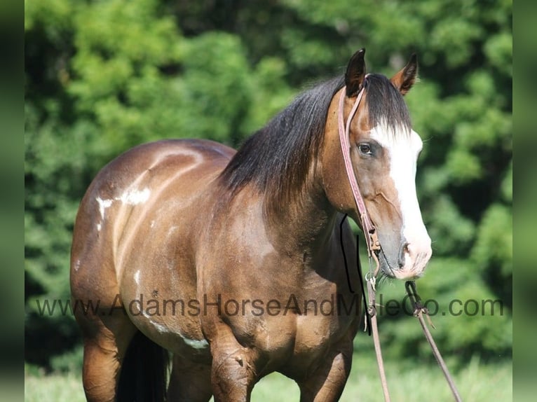 American Paint Horse Castrone 13 Anni 155 cm Pelle di daino in Mount Vernon