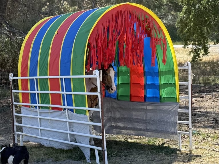 American Paint Horse Castrone 13 Anni 155 cm Pelle di daino in Paicines CA