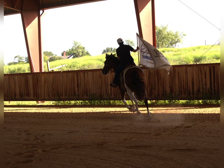 American Paint Horse Castrone 13 Anni 155 cm Pezzato in Stephenville