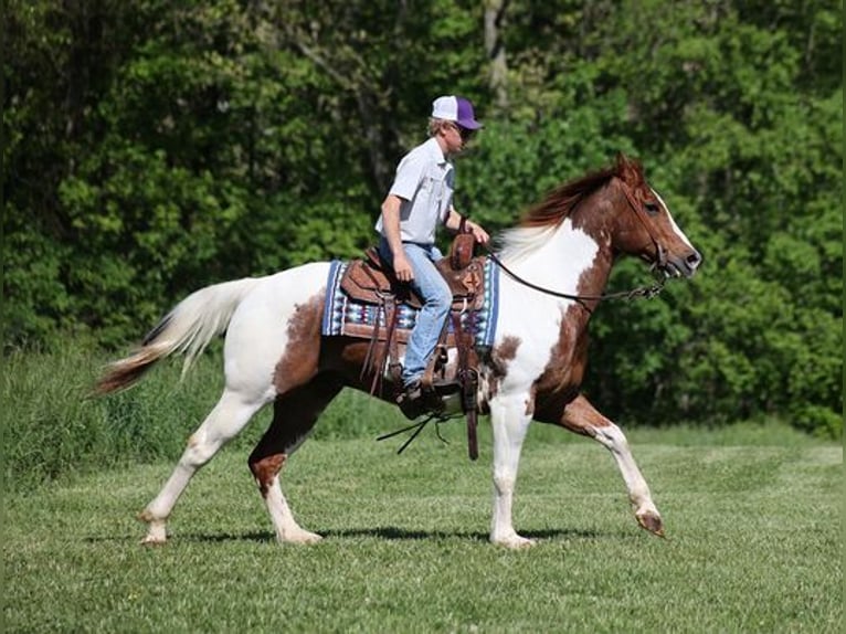 American Paint Horse Castrone 13 Anni 155 cm Tobiano-tutti i colori in Level Green KY