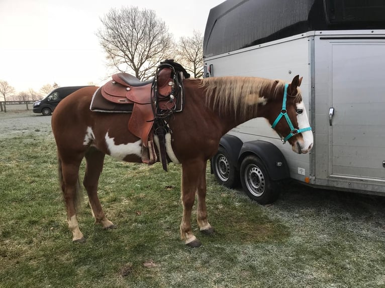 American Paint Horse Castrone 13 Anni 156 cm Pezzato in Grethem