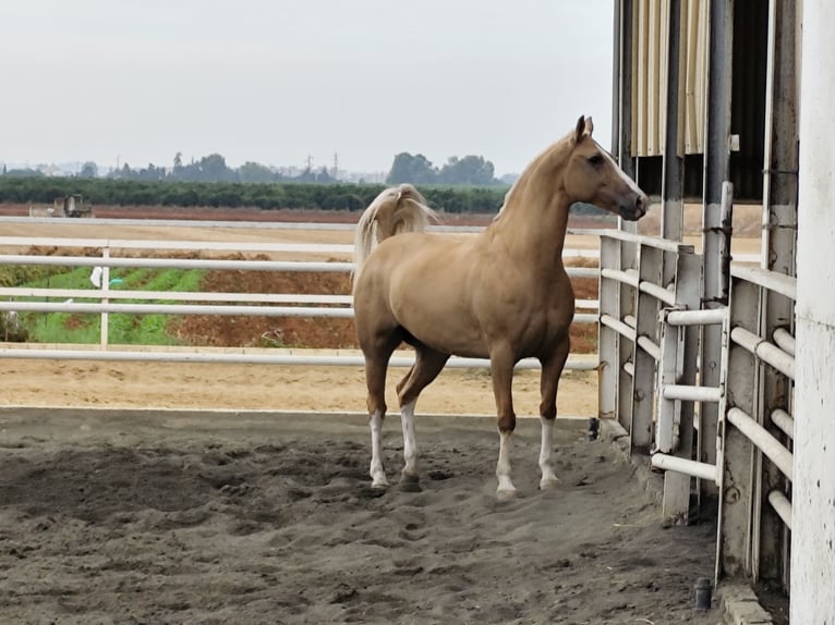 American Paint Horse Castrone 13 Anni 161 cm Palomino in Sevilla