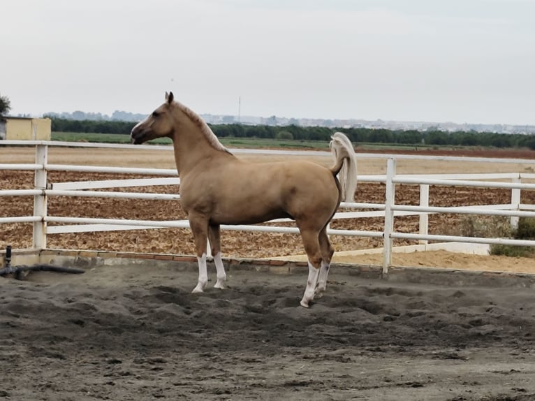 American Paint Horse Castrone 13 Anni 161 cm Palomino in Sevilla