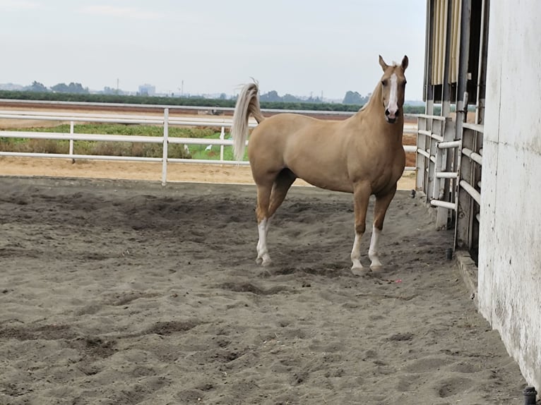 American Paint Horse Castrone 13 Anni 161 cm Palomino in Sevilla